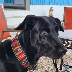 Meet your Posher, Carmen